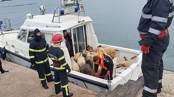 Romania, si ribalta nave che trasportava 14mila pecore Romania, si ribalta nave che trasportava 14mila pecore