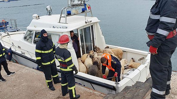 Romanya'da kargo gemisi alabora oldu: Binlerce koyun kurtarılmayı bekliyor Romanya'da kargo gemisi alabora oldu: Binlerce koyun kurtarılmayı bekliyor