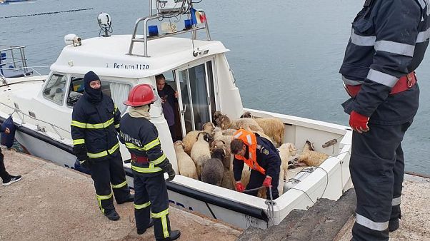 Die Rettung der Schafe am Montag Die Rettung der Schafe am Montag