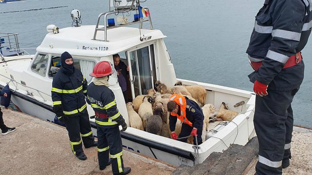 سفينة شحن  تجنح قبالة رومانيا والسلطات تعمل لإنقاذ 14 ألف رأس غنم 