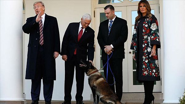 Trump'tan Bağdadi operasyonunda görevli köpeğe madalya: "Conan, şu anda dünyanın en ünlü köpeği" Trump'tan Bağdadi operasyonunda görevli köpeğe madalya: "Conan, şu anda dünyanın en ünlü köpeği"