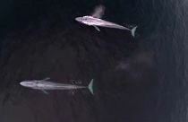 Először mérték meg a legnagyobb élőlény szívverését 