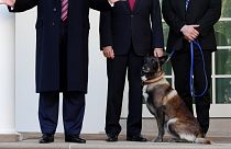 Trump, Suriye'de Bağdadi'yi kovalayan köpeği tanıttı
