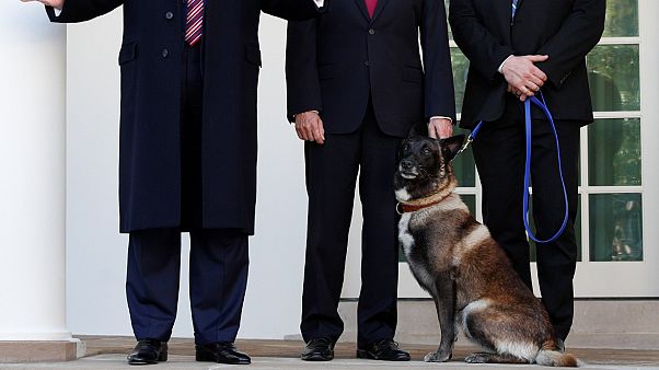 Trump, Suriye'de Bağdadi'yi kovalayan köpeği tanıttı Trump, Suriye'de Bağdadi'yi kovalayan köpeği tanıttı