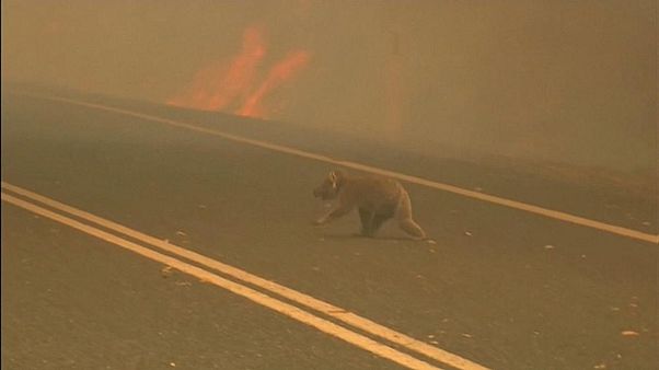 Elpusztult a tűzből hősiesen kimentett koala Elpusztult a tűzből hősiesen kimentett koala