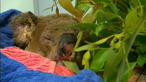 Nach spektakuärer Rettung: Koala Lewis musste eingeschläfert werden Nach spektakuärer Rettung: Koala Lewis musste eingeschläfert werden
