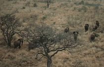 Moçambicanos salvam elefantes da extinção