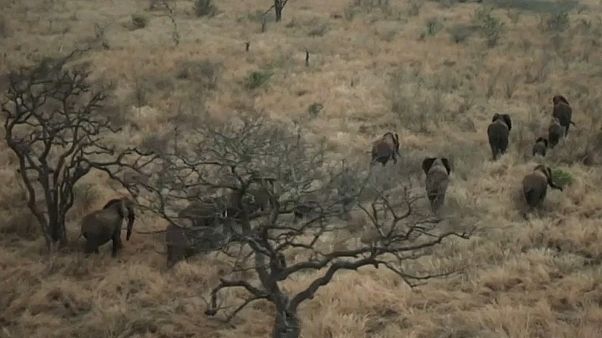 Moçambicanos salvam elefantes da extinção Moçambicanos salvam elefantes da extinção