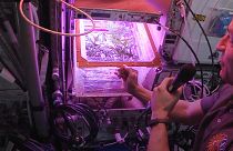 Quelles plantes comestibles poussent le mieux à bord de l'ISS ?