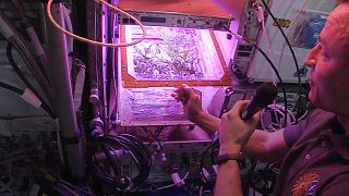Quelles plantes comestibles poussent le mieux à bord de l'ISS?