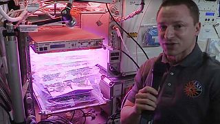 Grüne Daumen auf der ISS: Welche Pflanzen wachsen im All?