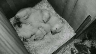 Footage emerges of newborn polar bear at Vienna zoo