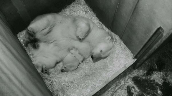 Dans le zoo de Vienne, en Autriche, un petit ours polaire est né Dans le zoo de Vienne, en Autriche, un petit ours polaire est né