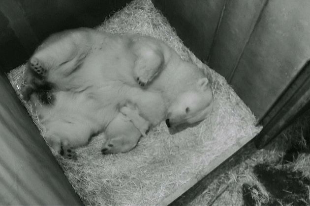 Footage emerges of newborn polar bear at Vienna zoo