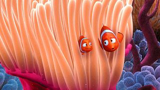 İklim krizi nedeniyle Nemo'yu sonsuza kadar kaybedebiliriz
