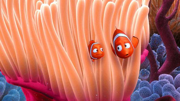 İklim krizi nedeniyle Nemo'yu sonsuza kadar kaybedebiliriz İklim krizi nedeniyle Nemo'yu sonsuza kadar kaybedebiliriz