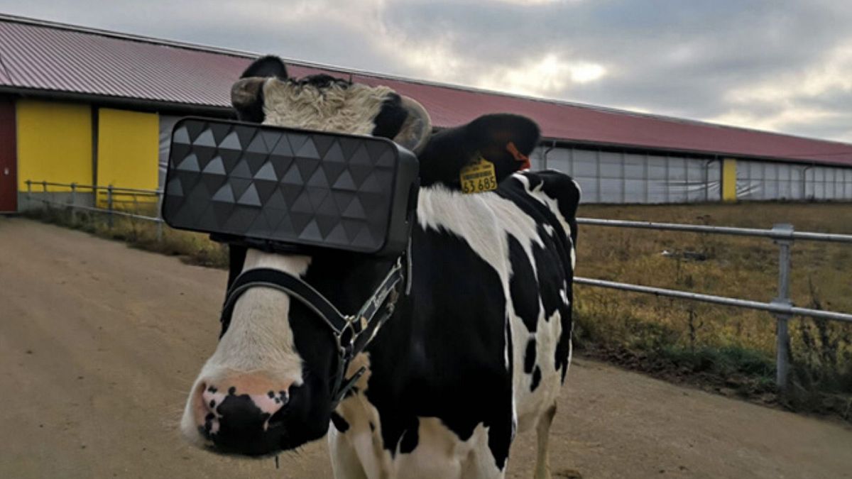 Подмосковные коровы протестировали очки виртуальной реальности