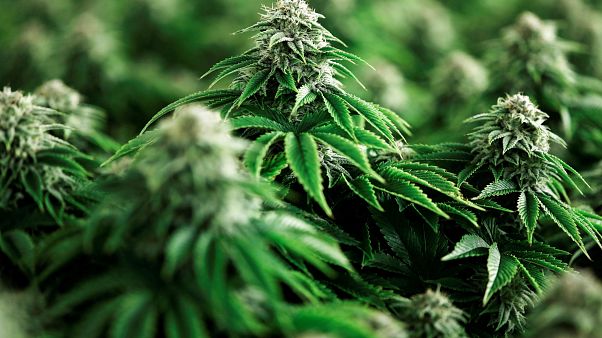 Marihuana-Pflanzen. Marihuana-Pflanzen.