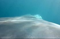 La baleine bleue a du coeur 