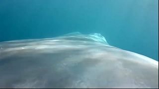 La baleine bleue a du coeur