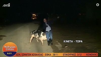 Pig laughs in the studio as reporter chased during live TV broadcast