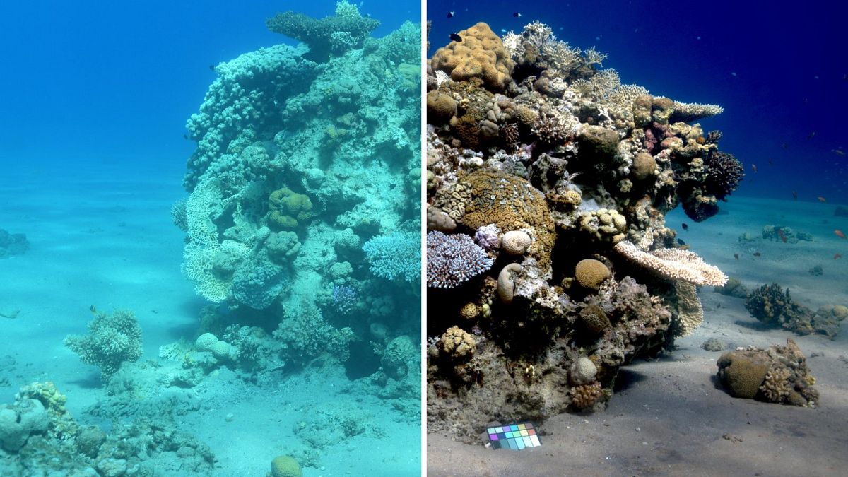 Sea-thru algoritması ile renkleri düzeltilmiş bir su altı fotoğrafı