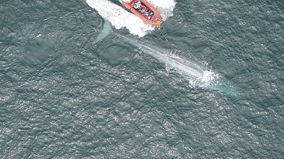 Синим китам измерили пульс 