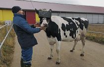 A prototype VR headset was tested on cows at a farm in Moscow