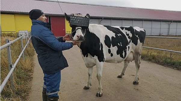 A prototype VR headset was tested on cows at a farm in Moscow A prototype VR headset was tested on cows at a farm in Moscow