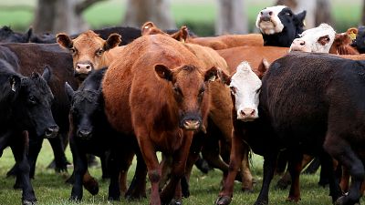 Süt üretimini artırmak için Rusya'da ineklere sanal gözlük takıldı