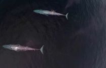 Megmérték a kék bálna pulzusát