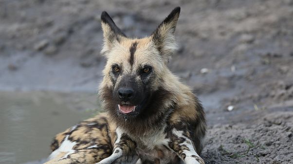Sibirya'da 18 bin yıllık bozulmamış köpek fosili bulundu Sibirya'da 18 bin yıllık bozulmamış köpek fosili bulundu