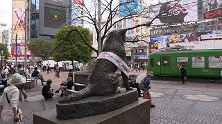 الكلب هاشيكو، وفي ظل ينتظر صاحبه 9 سنوات، أقيم له تمثال تخليدا لذكراه، وأصبح المكان نقطة التقاء عامة.