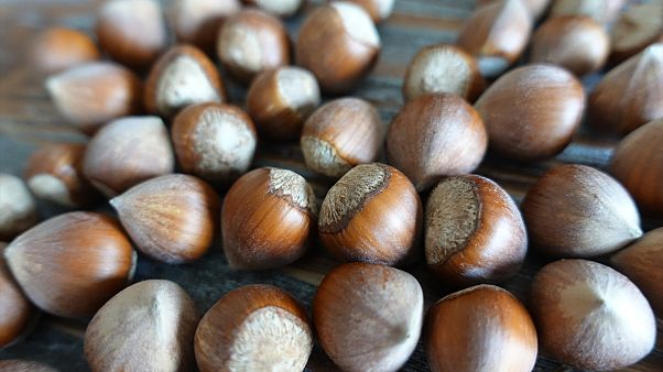 2019'da fındık ihracatında rekor bekleniyor 2019'da fındık ihracatında rekor bekleniyor