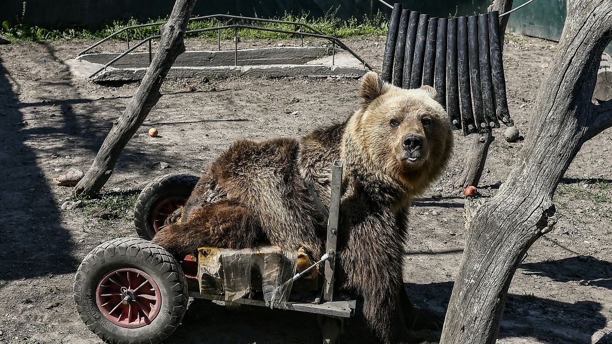 Θεσσαλονίκη: Πέθανε ο Ούσκο, το ανάπηρο αρκουδάκι