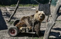 Θεσσαλονίκη: Πέθανε ο Ούσκο, το ανάπηρο αρκουδάκι