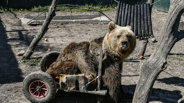 Θεσσαλονίκη: Πέθανε ο Ούσκο, το ανάπηρο αρκουδάκι Θεσσαλονίκη: Πέθανε ο Ούσκο, το ανάπηρο αρκουδάκι