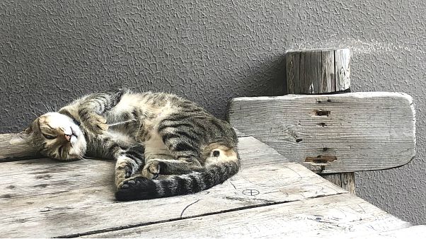 Vahşi yaşamın korunması için kedilere tasma takılmalı mı? AB 'hayır' dedi Vahşi yaşamın korunması için kedilere tasma takılmalı mı? AB 'hayır' dedi