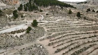 Un muro vegetal para frenar el avance del desierto en el sureste español
