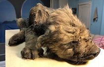 Dogor was well preserved in the permafrost of Siberia