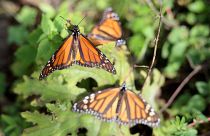 El extraordinario viaje hasta México de millones de mariposas monarca