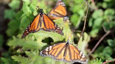 Famed monarch butterflies flutter to Mexico for annual migration