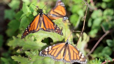 Бабочки-монархи мигрируют в Мексику
