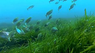 Rettet das Neptungras, die grüne Lunge des Mittelmeers