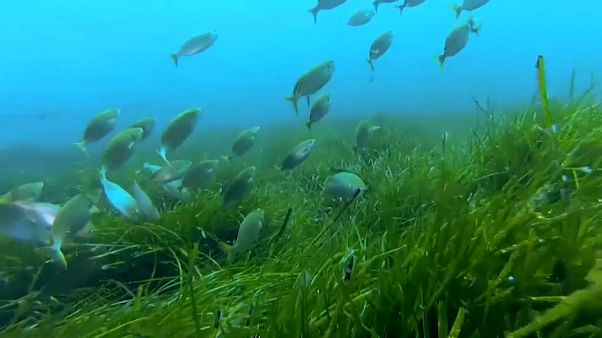 Rettet das Neptungras, die grüne Lunge des Mittelmeers Rettet das Neptungras, die grüne Lunge des Mittelmeers