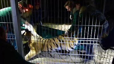Ende des Horror-Trips von 5 Tigern quer durch Europa