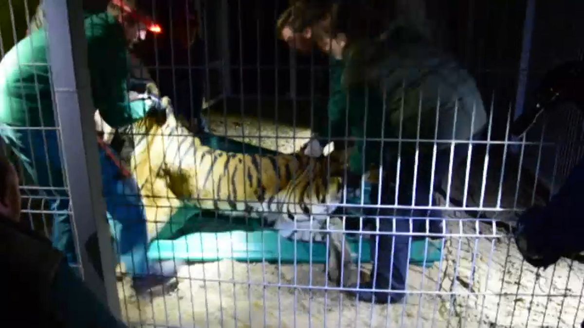 Cinco tigres rescatados en la frontera polaca viajan a Alicante