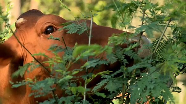 Estas vacas fazem bem ao ambiente Estas vacas fazem bem ao ambiente