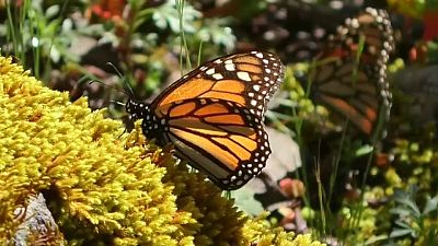 Santuários de borboletas-monarcas no México