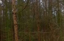 La forêt allemande en peau de chagrin